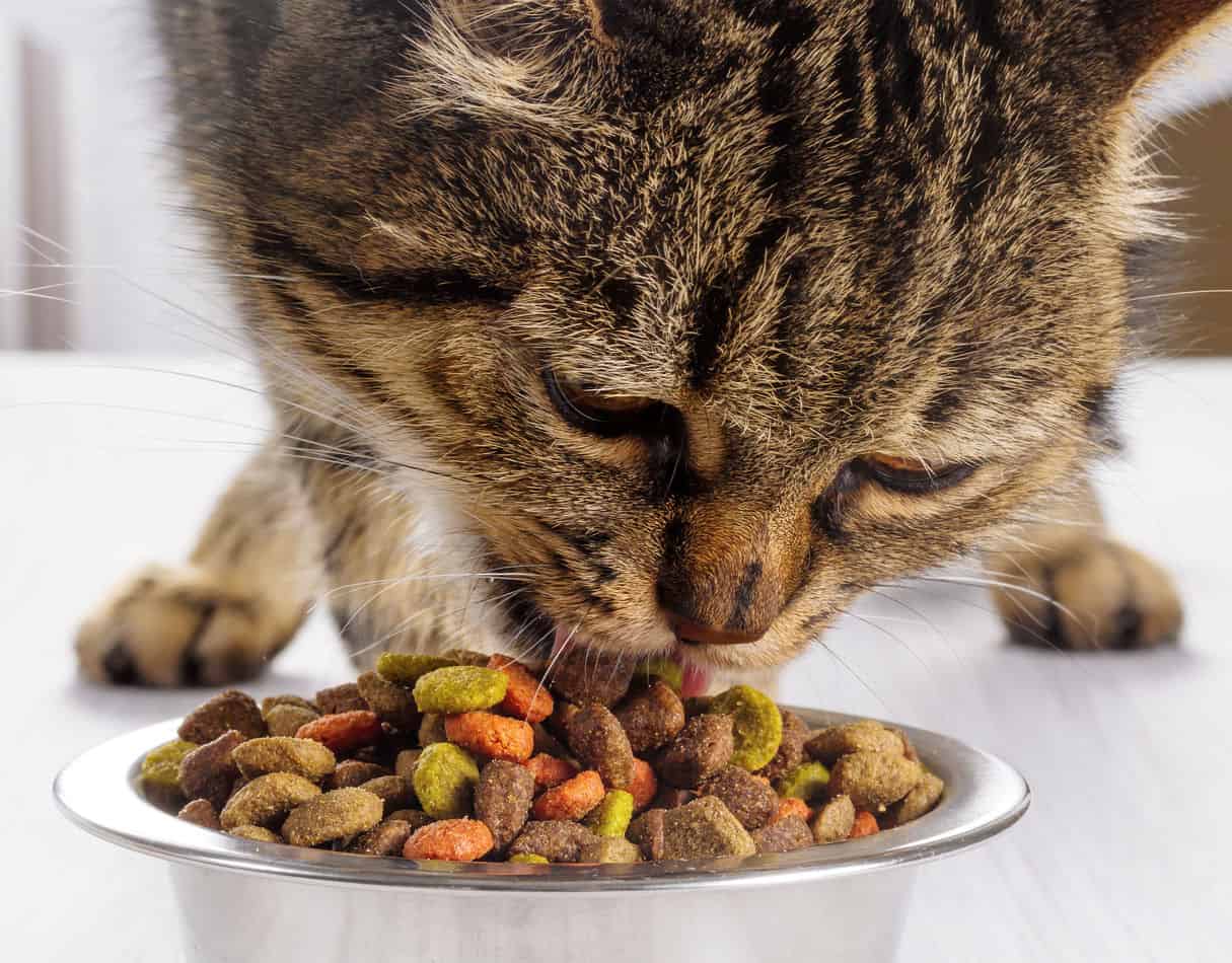best cat food for older cats with bad teeth