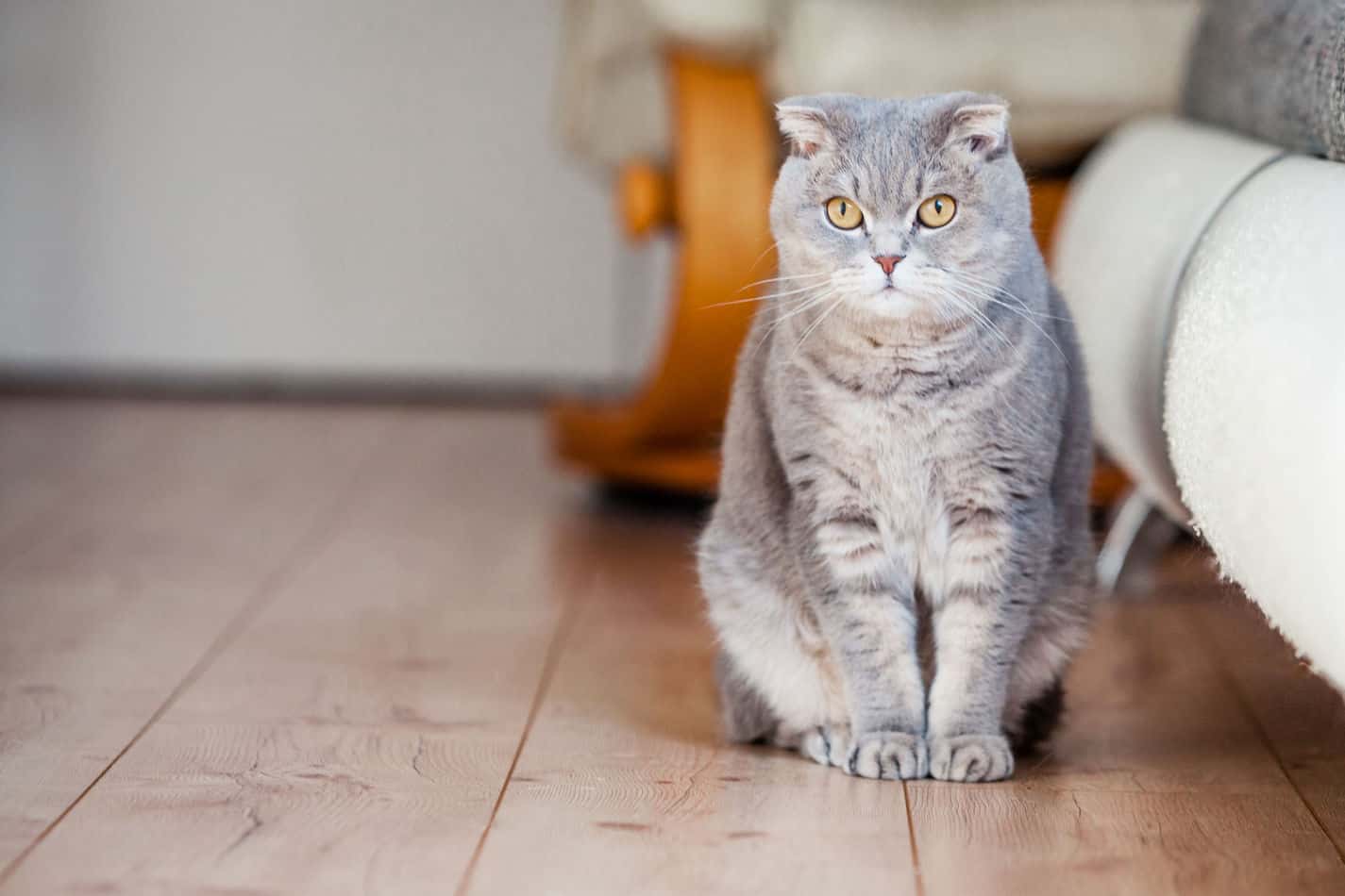 do cat claws scratch hardwood floors